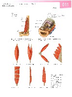 Sobotta Atlas of Human Anatomy  Head,Neck,Upper Limb Volume1 2006, page 18